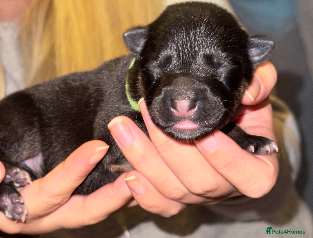 Mixed Breed dogs for sale: Belgian malinois x German Shepherd puppies  - Advert 15