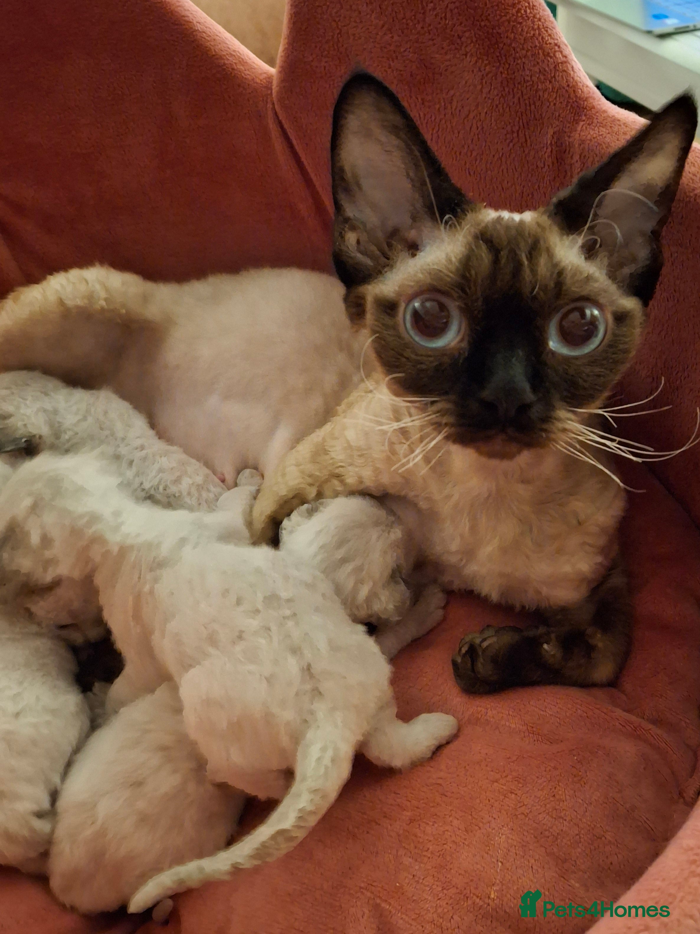 Devon Rex cats Devon Rex Kittens – FIFe Registered Pedigree - Advert 3