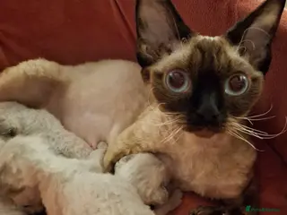 Devon Rex cats Devon Rex Kittens – FIFe Registered Pedigree - Advert 3