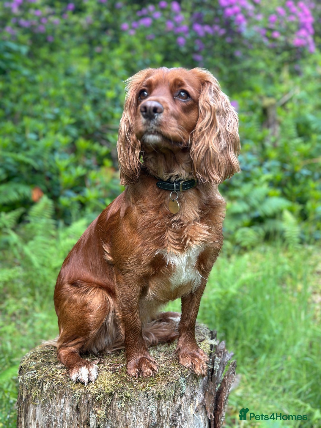Mixed Breed dogs for sale: Golden Red Cockalier Puppies 1x boy 1x girl  - Advert 6