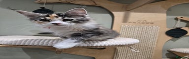 Maine Coon Kitten 4