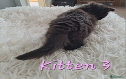 Mixed Breed cats for sale: 4 Stunning kittens for sale - Image 17