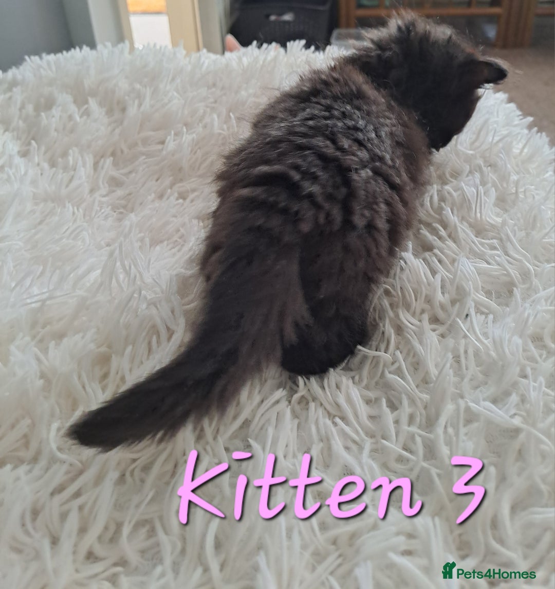 Mixed Breed cats for sale: 4 Stunning kittens for sale - Image 17