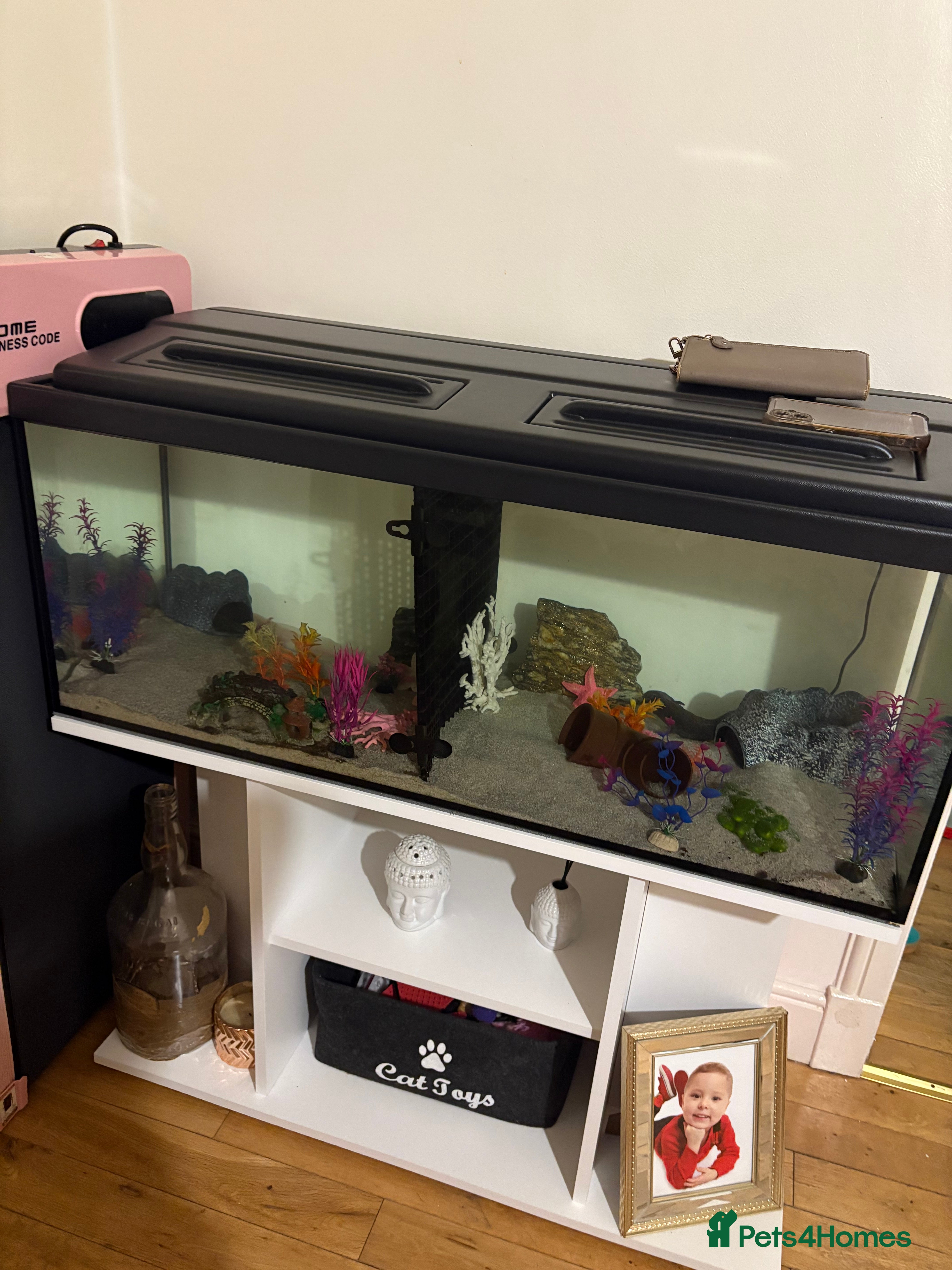 Axolotl reptiles Golden and wild axolotl  - Advert 12