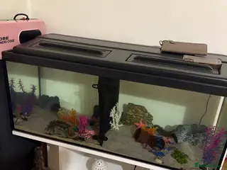 Axolotl reptiles Golden and wild axolotl - Advert 6