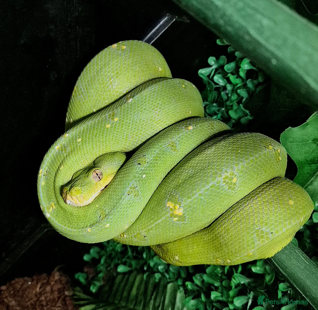 Python Snake reptiles for sale: 1 x Male & 1 x female Green Tree Python - Advert 2