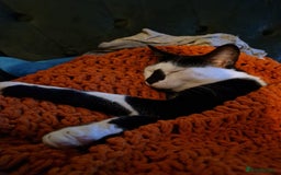 Arabian Mau cats for sale: Meet beautiful Tuxie ❤️ - Image 2