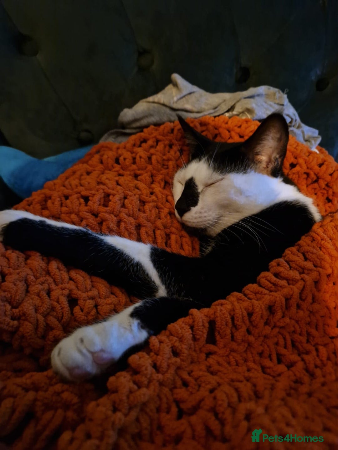 Arabian Mau cats for sale: Meet beautiful Tuxie ❤️ - Image 2