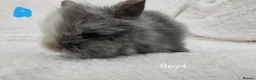 Lionhead rabbits for sale: Double mane lionhead rabbits seal point - Advert 10