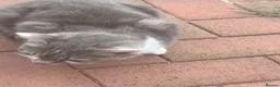 Mixed Breed cats for sale: Beautiful mixed grey kittens - Advert 14