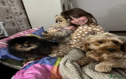 Pomeranian dogs for sale: *MINIATURE UNIQUE RARE tan toy Pomeranian boy 3yr* - Image 16