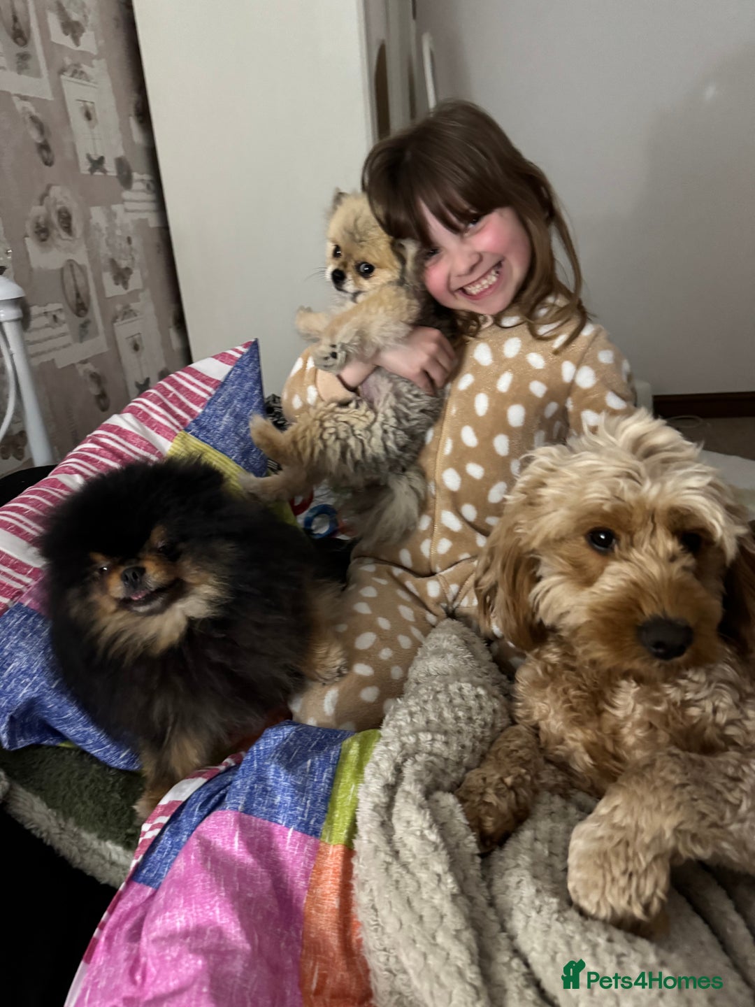 Pomeranian dogs for sale: *MINIATURE UNIQUE RARE tan toy Pomeranian boy 3yr* - Image 16
