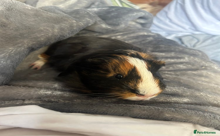 Guinea Pig rodents - Advert 3