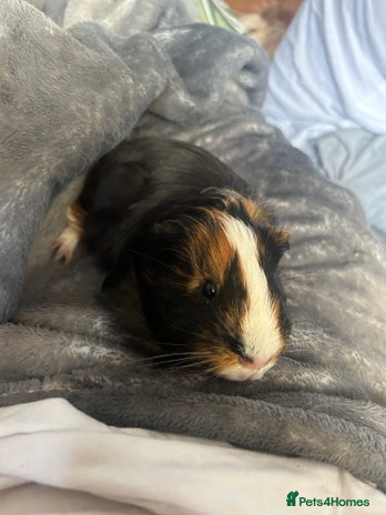 Guinea Pig rodents - Advert 3