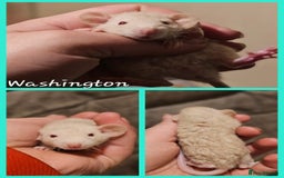 Rat rodents for sale: Baby Rats ~ Rex, Double Rex, Smooth and Dumbo - Image 7