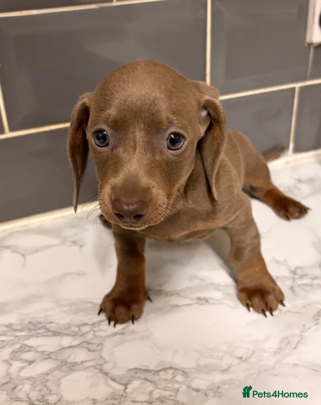 Dachshund dogs for sale: READY TO LEAVE -Beautiful Dachshund puppies - Advert 3