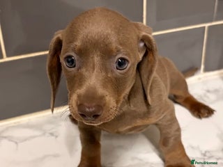 Dachshund dogs Last female-Beautiful Dachshund puppies - Advert 4