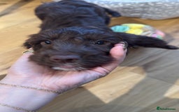 Cockapoo dogs for sale: Cockapoo puppy for sale - Image 2