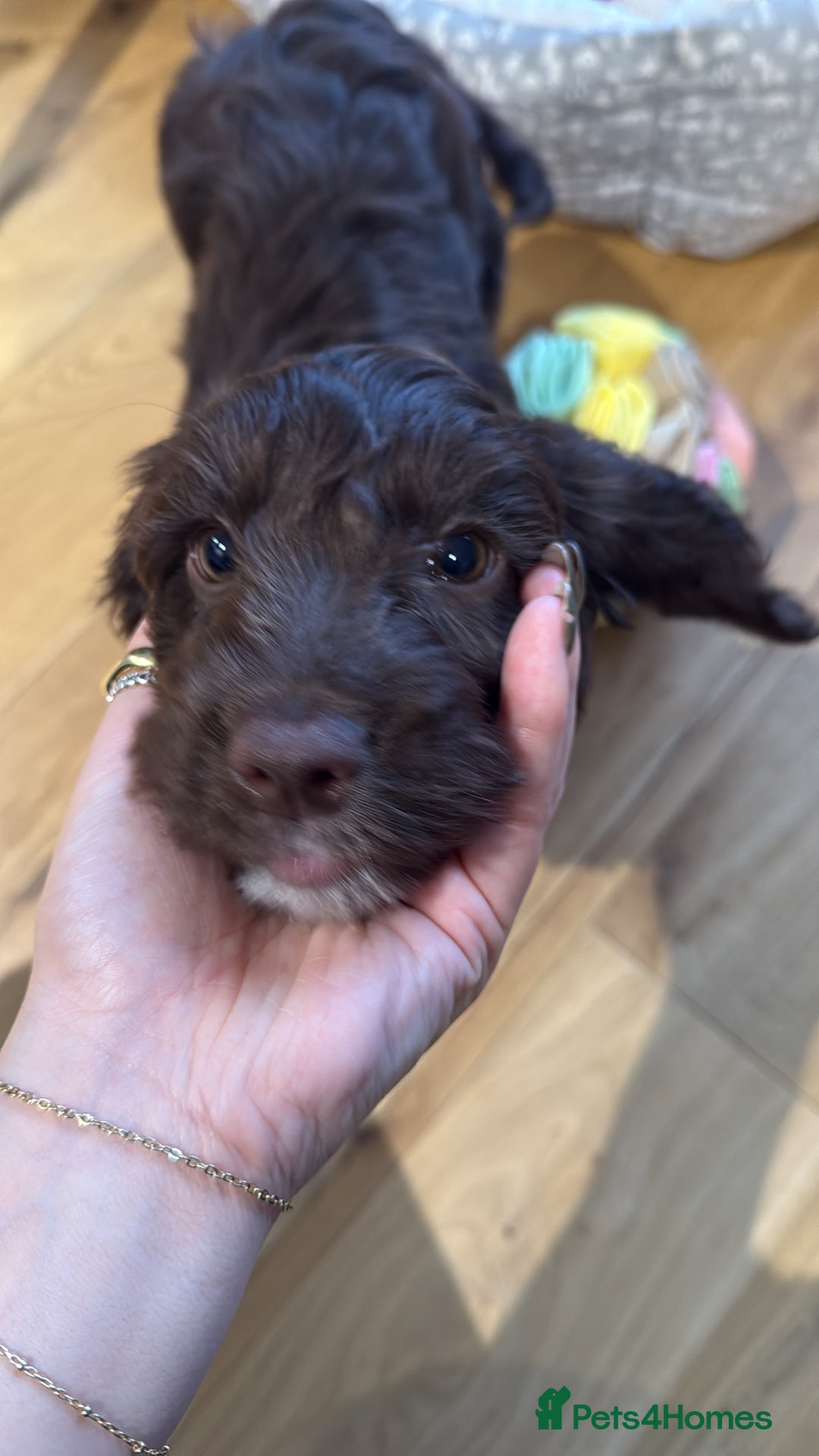 Cockapoo dogs for sale: Cockapoo puppy for sale - Image 2