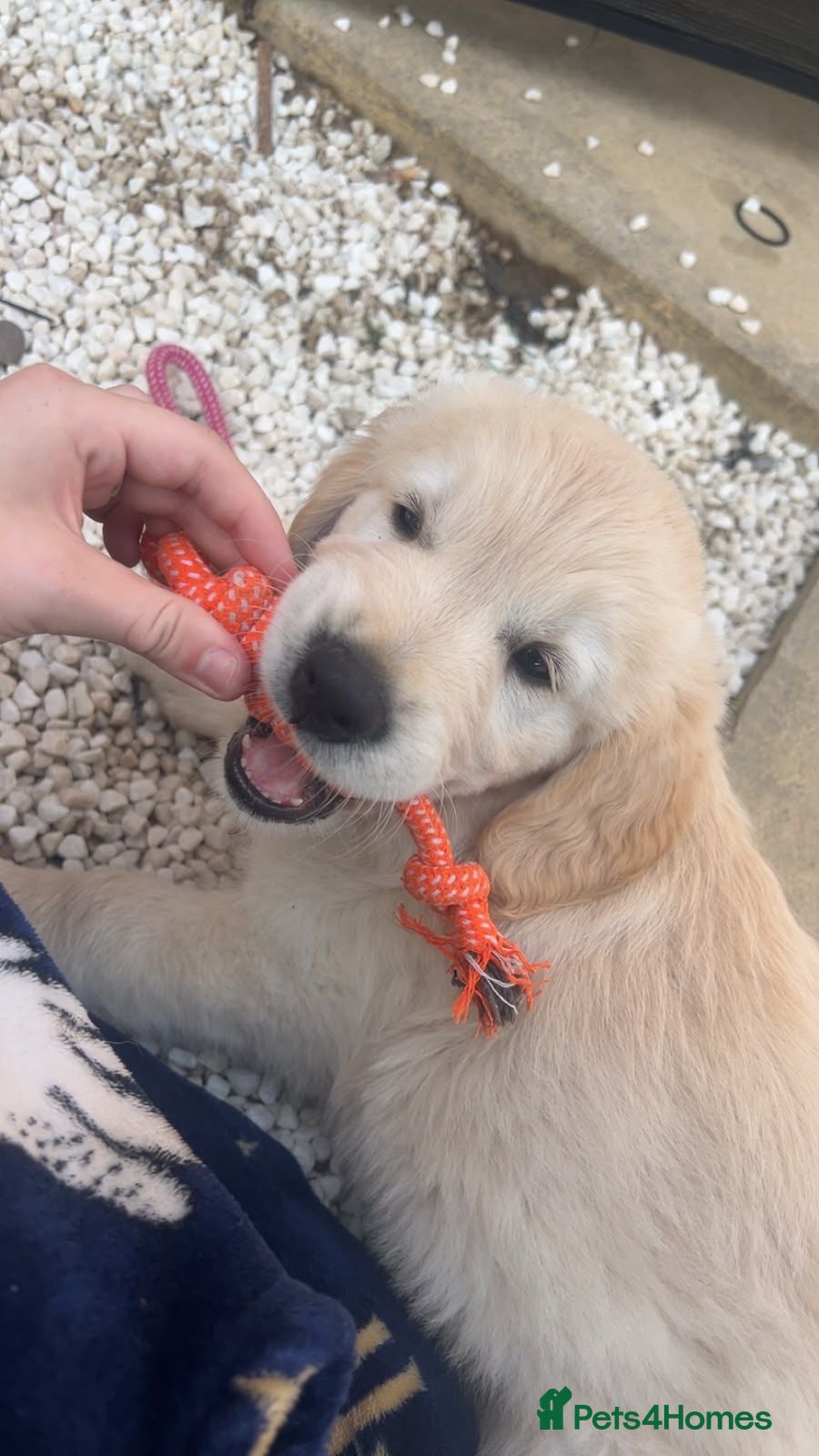 Golden Retriever dogs Golden retriever boy - Advert 3