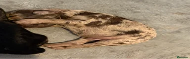 Cockapoo 5
