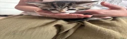 Mixed Breed cats for sale: 4 beautiful kittens for sale in Kirknewton - Advert 7