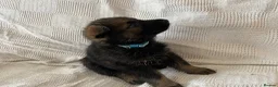 German Shepherd dogs for sale: GERMAN SHEPHERD PUPS WORKING LINE in Wigan - Advert 7