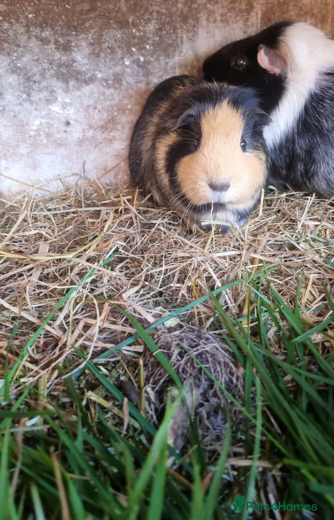 Guinea Pig rodents 3 x female guineapigs  8 months old. ON SALE - Advert 17