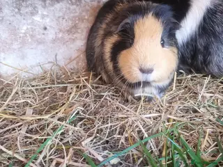 Guinea Pig rodents 3 x female guineapigs 8 months old. ON SALE - Advert 17