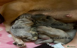 French Bulldog dogs for sale: Multicoloured Frenchies ⭐️ - Image 3