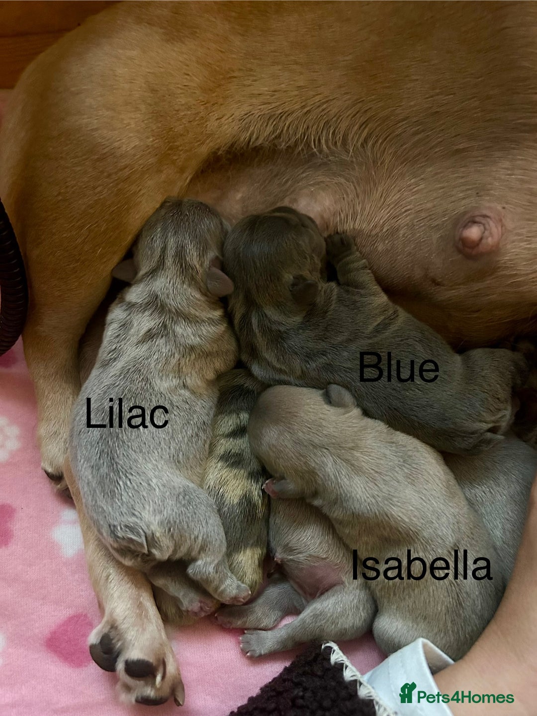 French Bulldog dogs for sale: Multicoloured Frenchies ⭐️ - Image 3