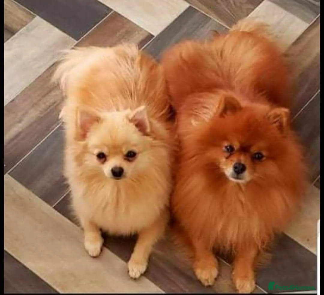 Pomeranian dogs for sale: Beautiful Pomeranian puppie male - Advert 9