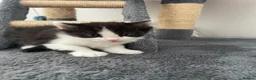 Ragdoll cats for sale: Beautiful cross Ragdoll kittens - Advert 24