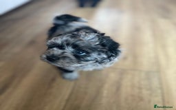 Shihpoo dogs for sale: Outstanding Shihpoo puppies - Image 2