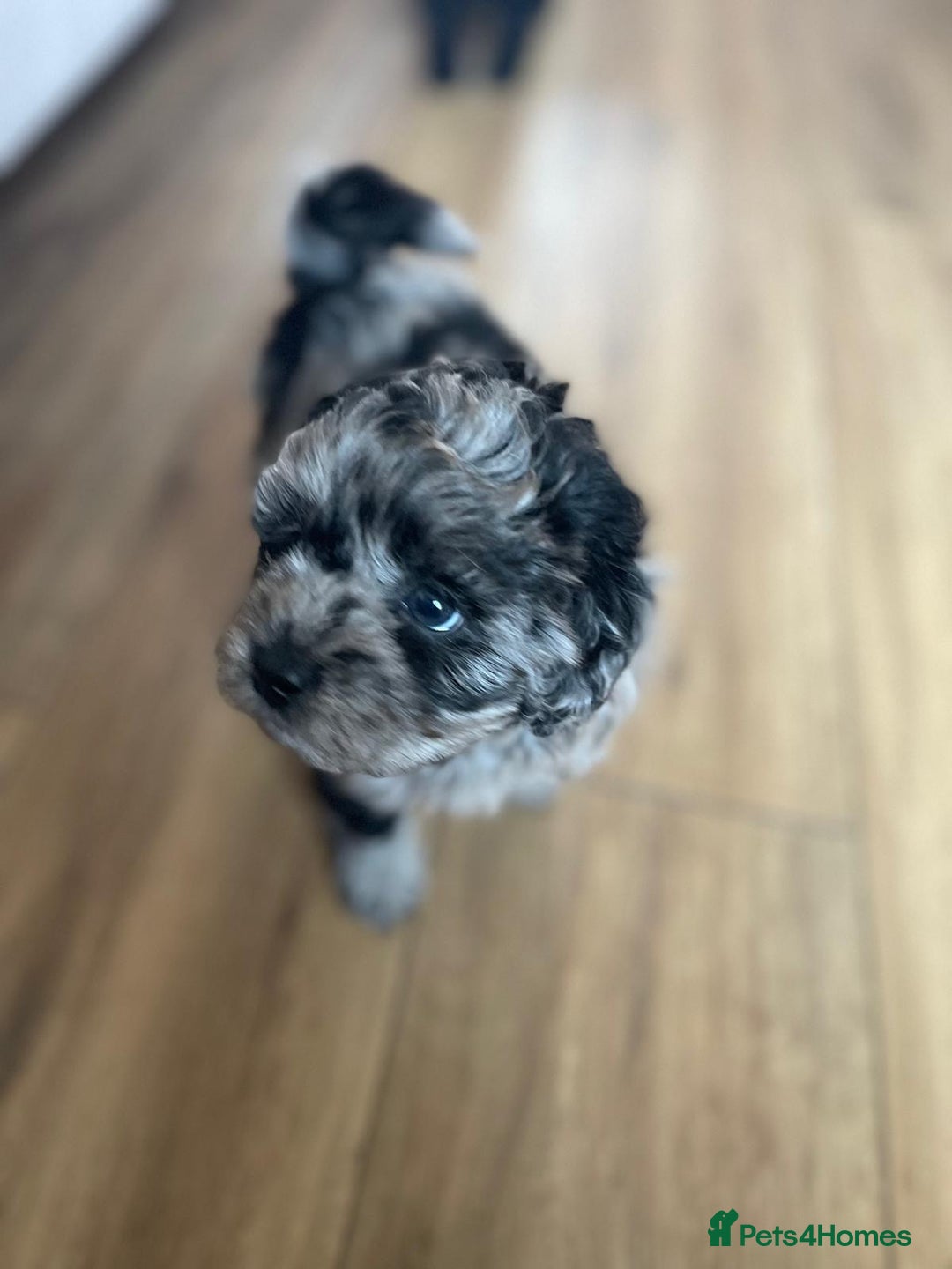 Shihpoo dogs for sale: Outstanding Shihpoo puppies - Image 2