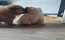 Chow Chow dogs for sale: Chow chow puppies for sale - Image 5