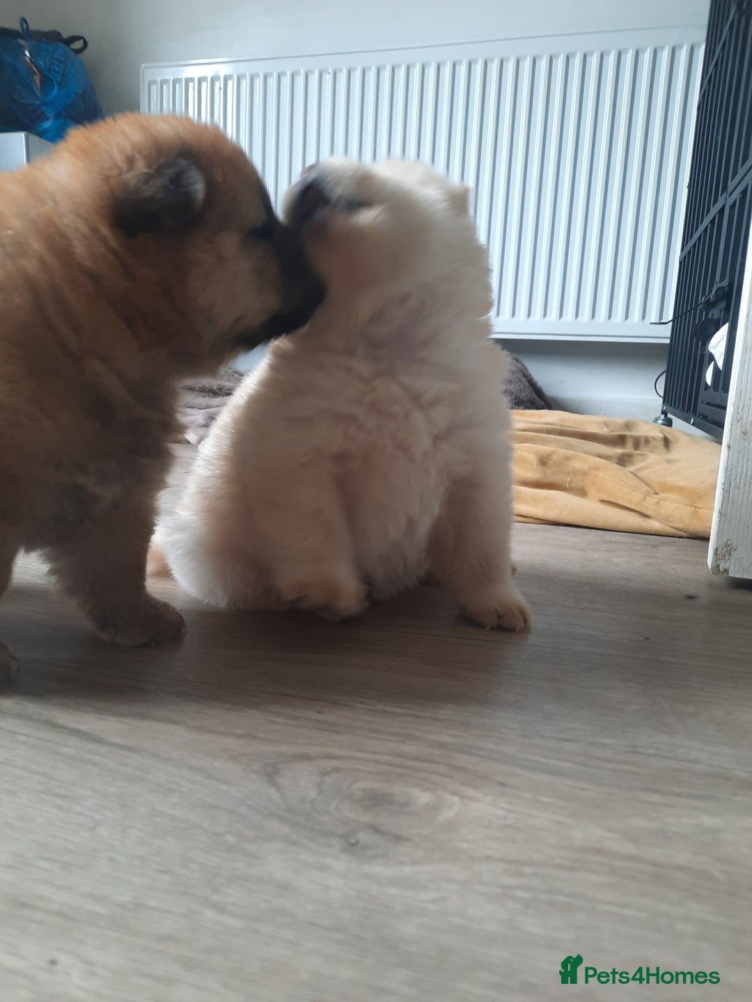 Chow Chow dogs for sale: Chow chow puppies for sale - Image 5