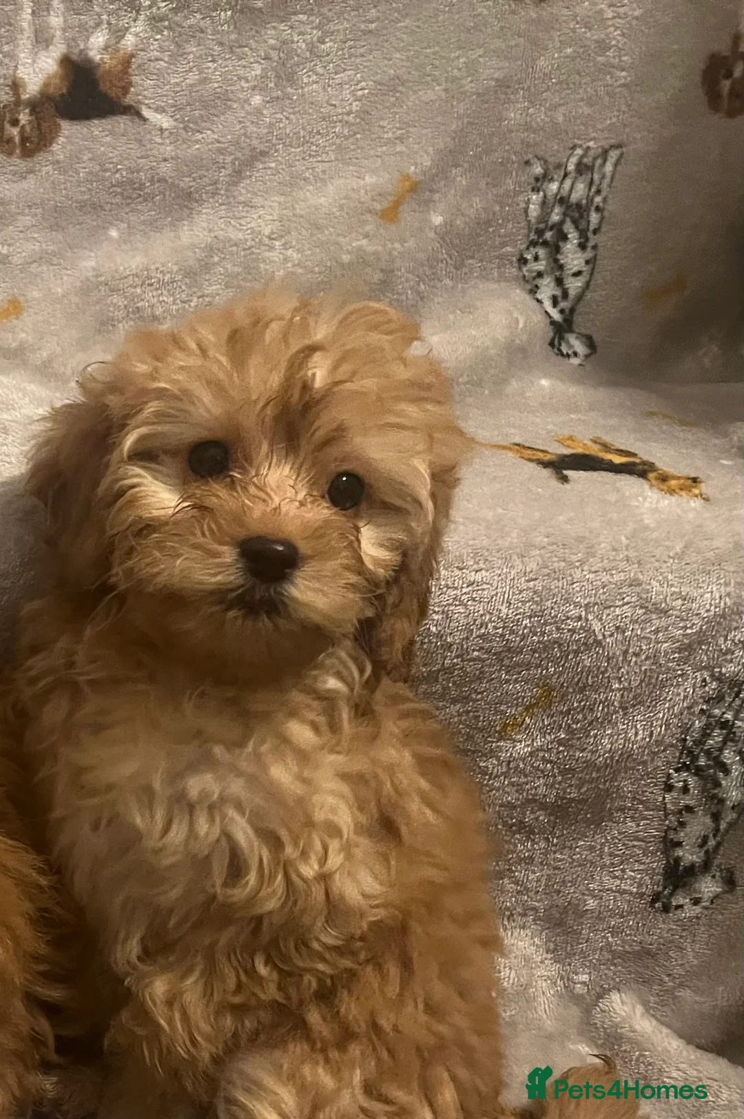 Cockapoo dogs for sale: Cockapoo puppies - Advert 11