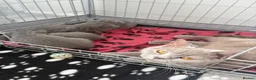 British Shorthair cats for sale: Chunky GCCF registered British shorthair kittens  in Leeds - Advert 8