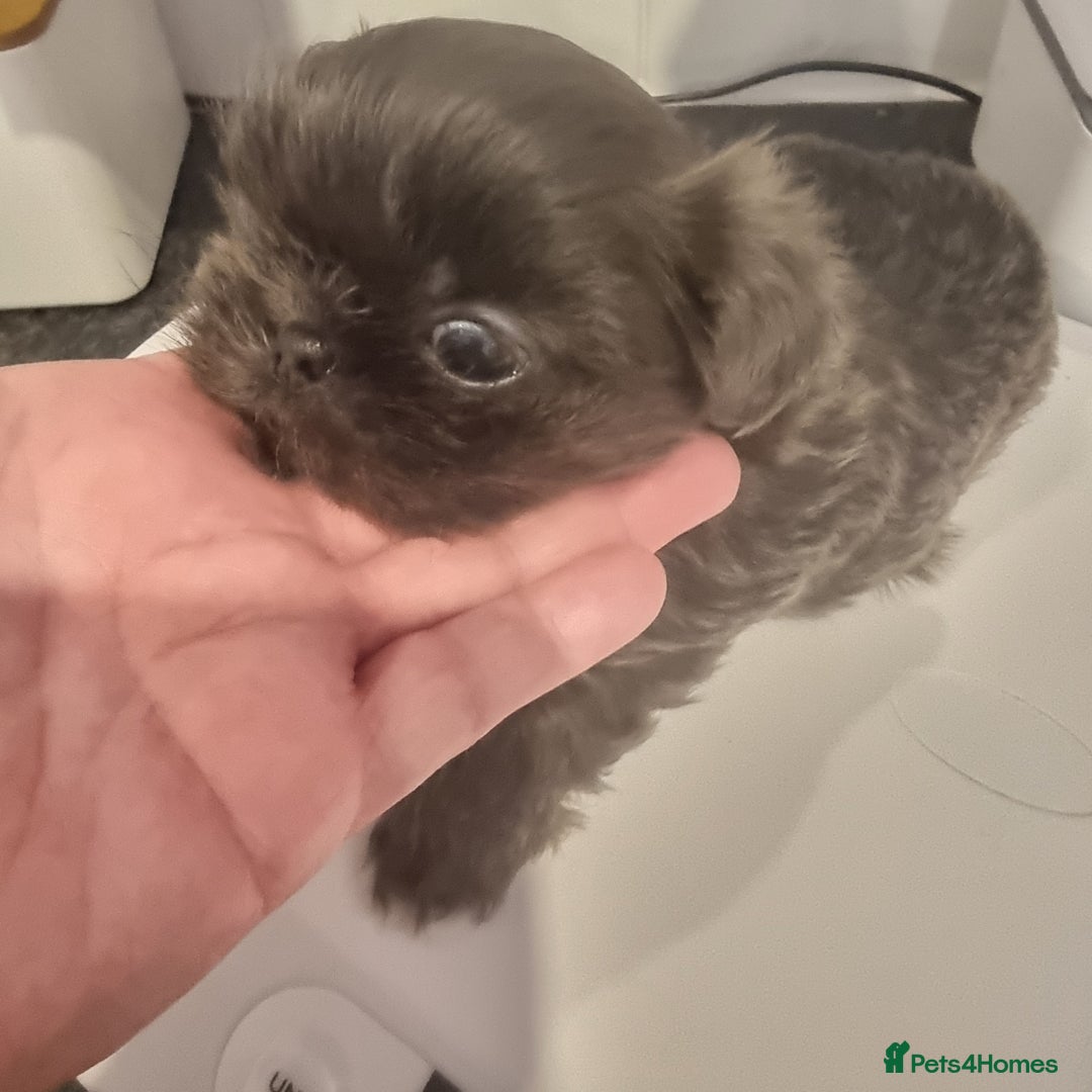 Shih Tzu dogs for sale: Kc reg stunning very tiny babies boys/girls - Image 38