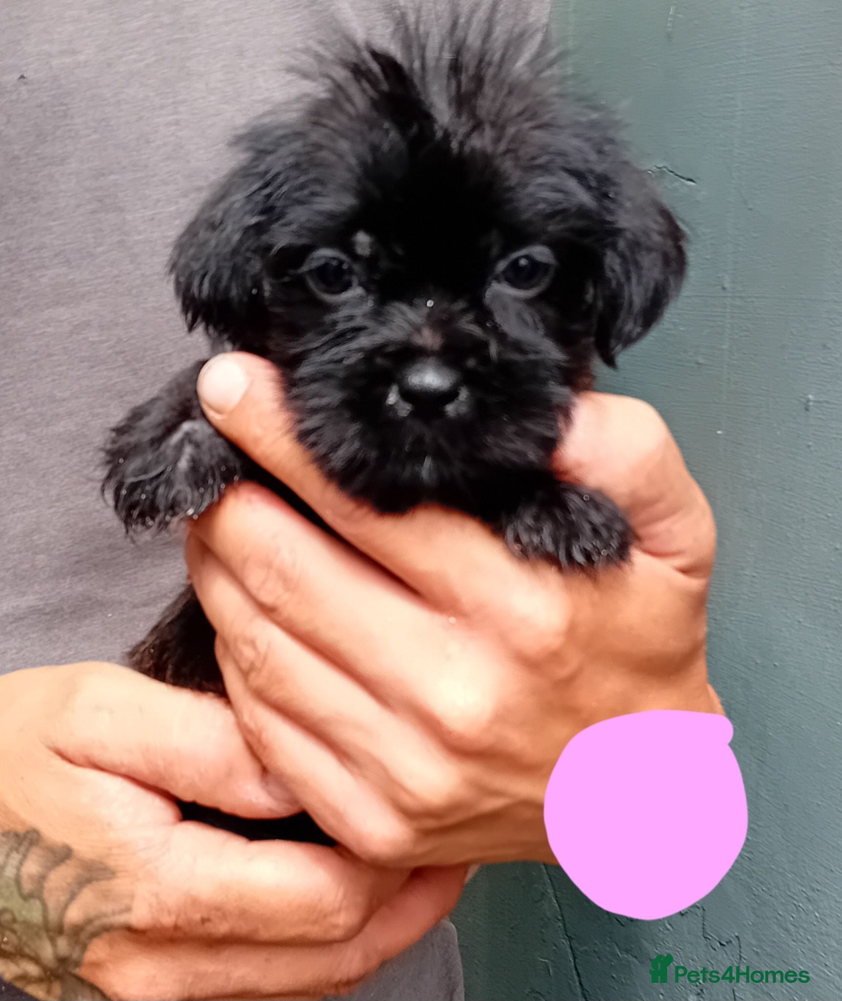 Shihpoo dogs The tiniest puppies available  - Advert 1