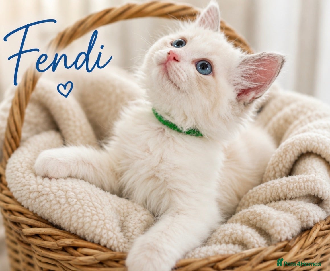 Ragdoll cats 💫 EXQUISITE RAGDOLL KITTENS  - Advert 15