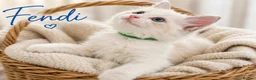 Ragdoll cats for sale: 💫 EXQUISITE RAGDOLL KITTENS  - Advert 1