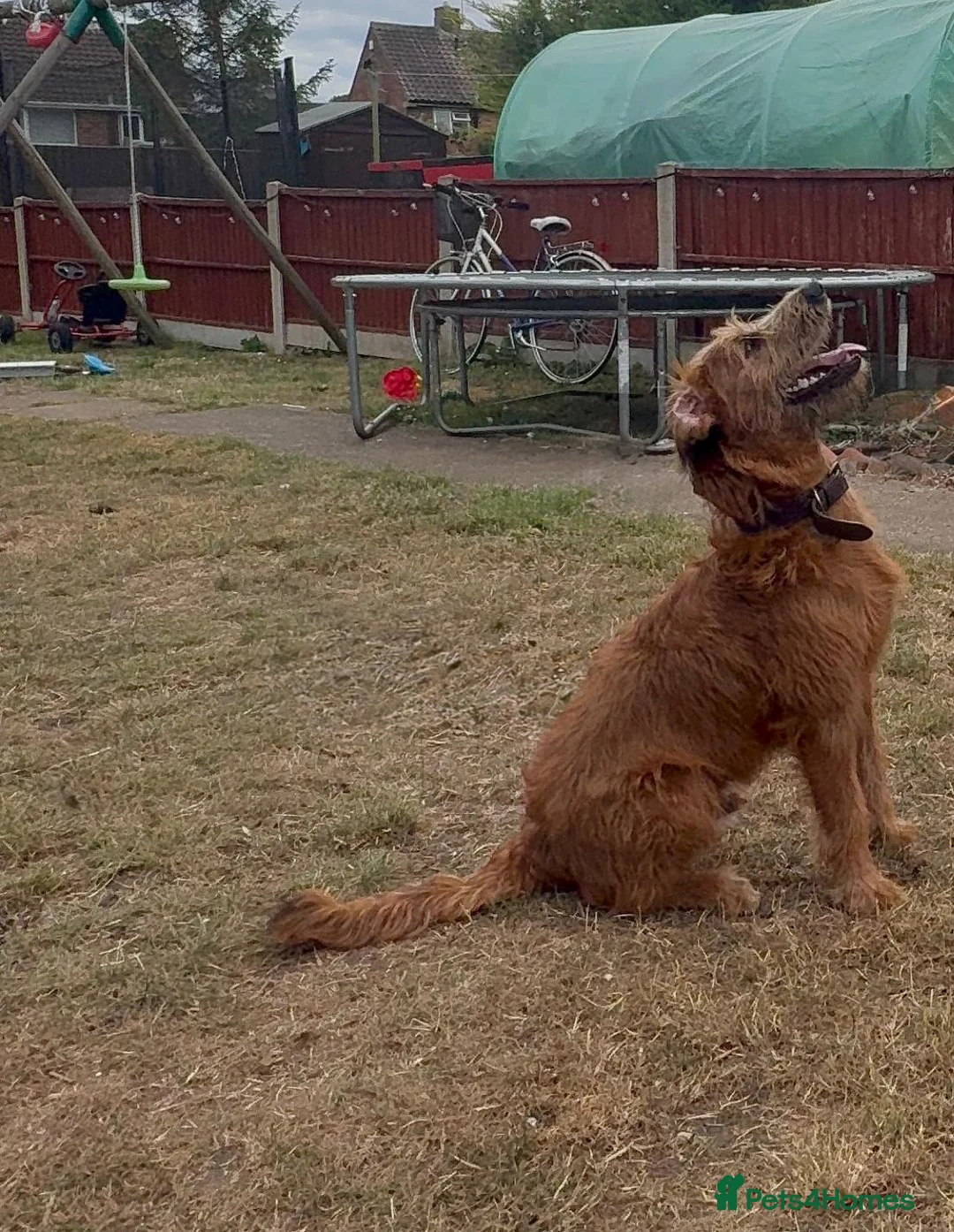 Mixed Breed dogs for sale: Medium Cross breed male - Advert 2