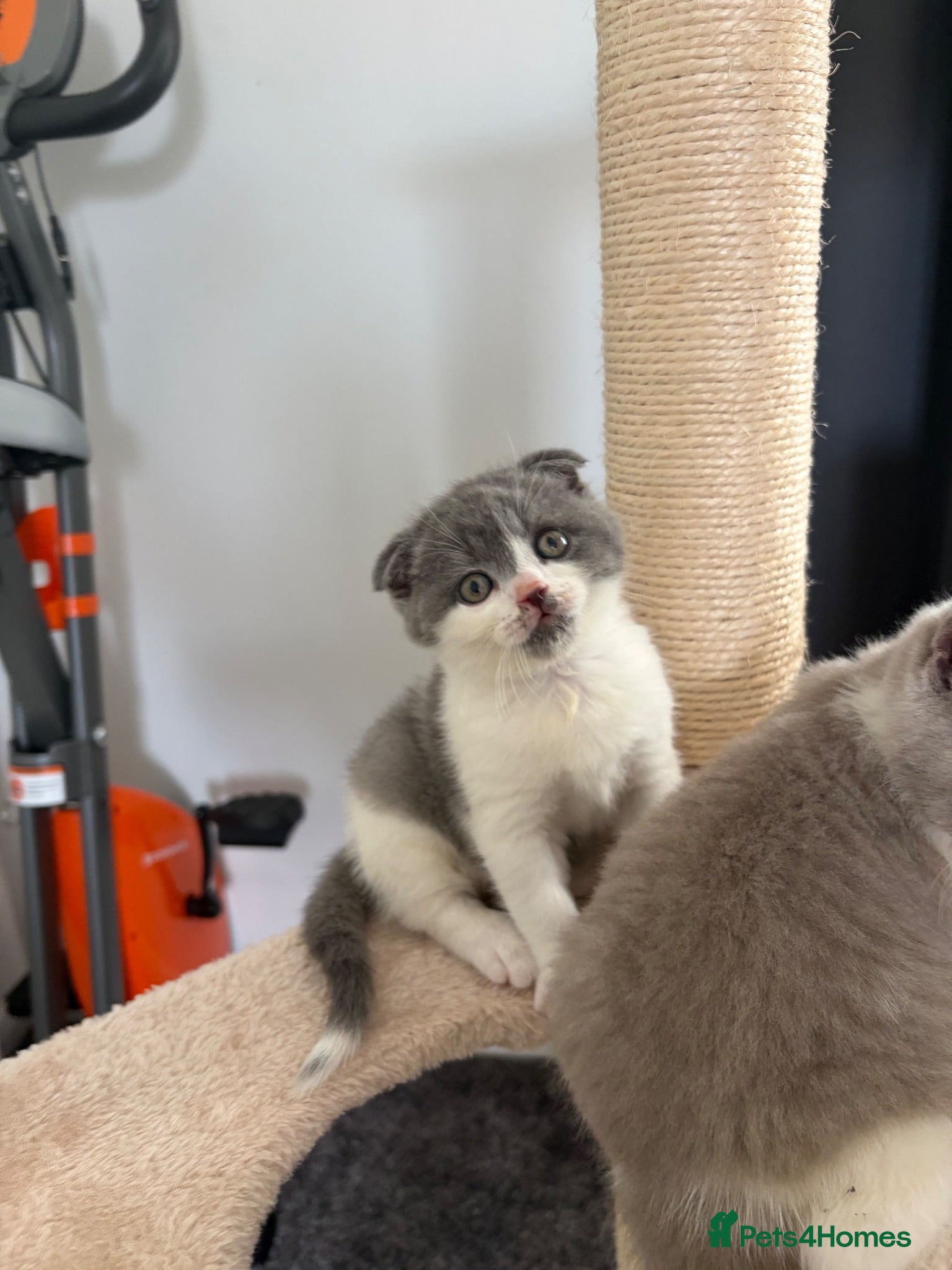 British Shorthair cats British shorthair cross (Scottish fold)  - Advert 6
