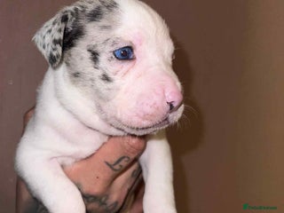 Staffordshire Bull Terrier dogs Beautiful Puppies Are Looking For New Home :) - Advert 15