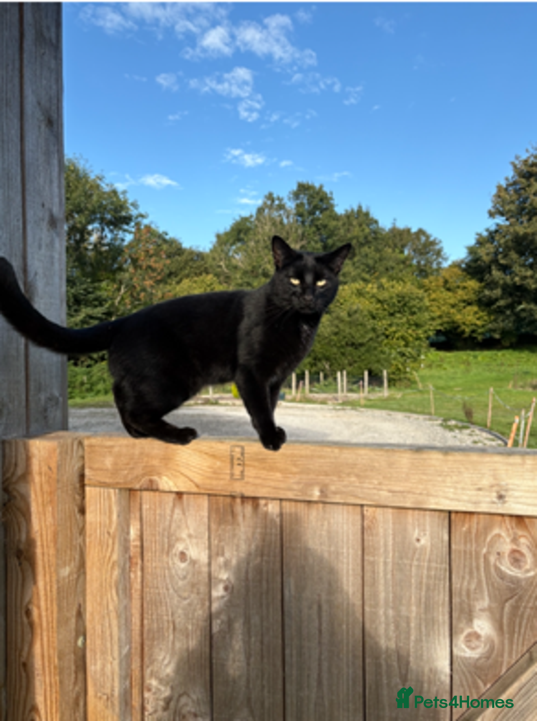 Mixed Breed cats for sale: FREE Loveable & Affectionate Neutered Male Cat - Image 3