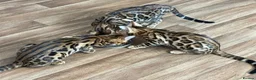 Bengal cats for sale: Beautiful Purebred Bengal Kittens – Ready Now! - Advert 15