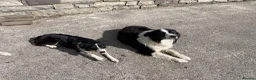 Border Collie dogs for sale: 4 Border Collie Puppies  - Advert 3