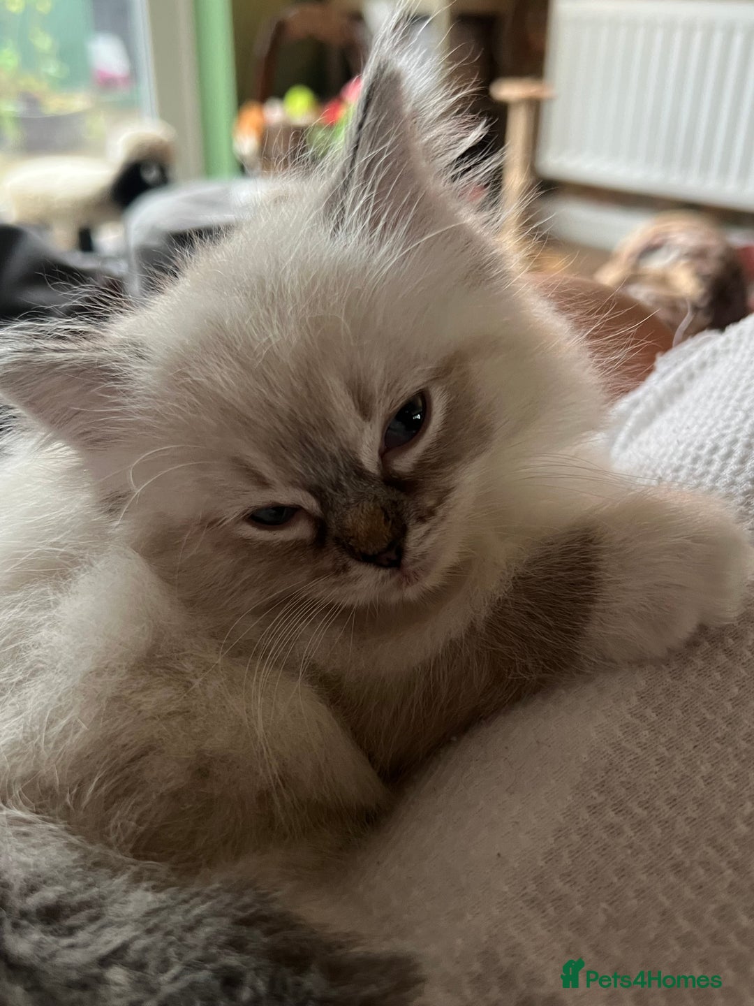 Ragdoll cats for sale: GCCF Ragdoll Kittens. Champion lines  - Advert 2